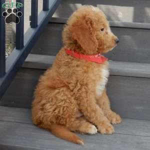 Sparky, Mini Goldendoodle Puppy